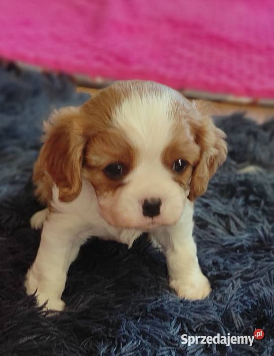Cavalier king charles spaniel FCI ZKwP Klonowo