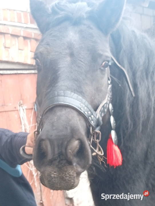 Klacz zimnokrwista Kłoczew sprzedam