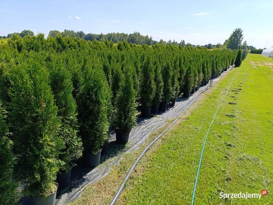 Tuja szmaragd 90100 Oleśnica