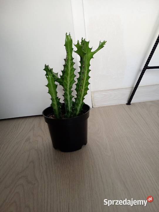 Euphorbia lactea kolekcjonerski wilczomlecz Częstochowa