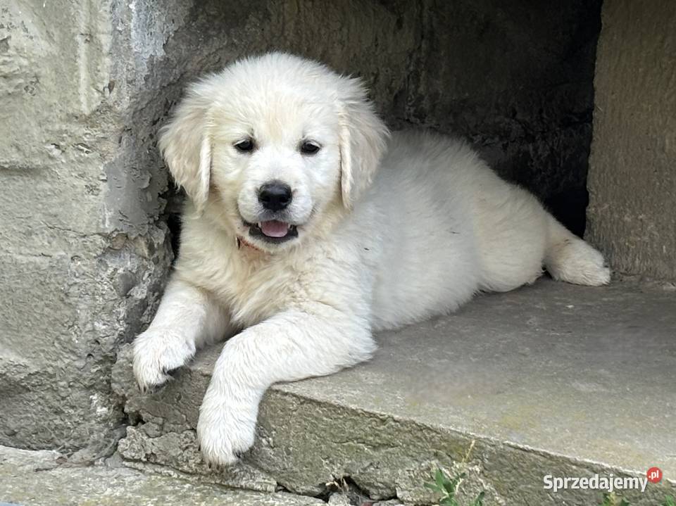 Szczenięta Golden Retriever ZKwP FCI Bierna
