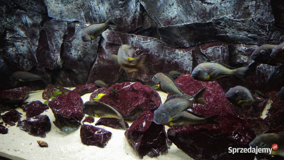 Akwarium z rybami WF Tropheus sp Crescentic Ryby Lesko