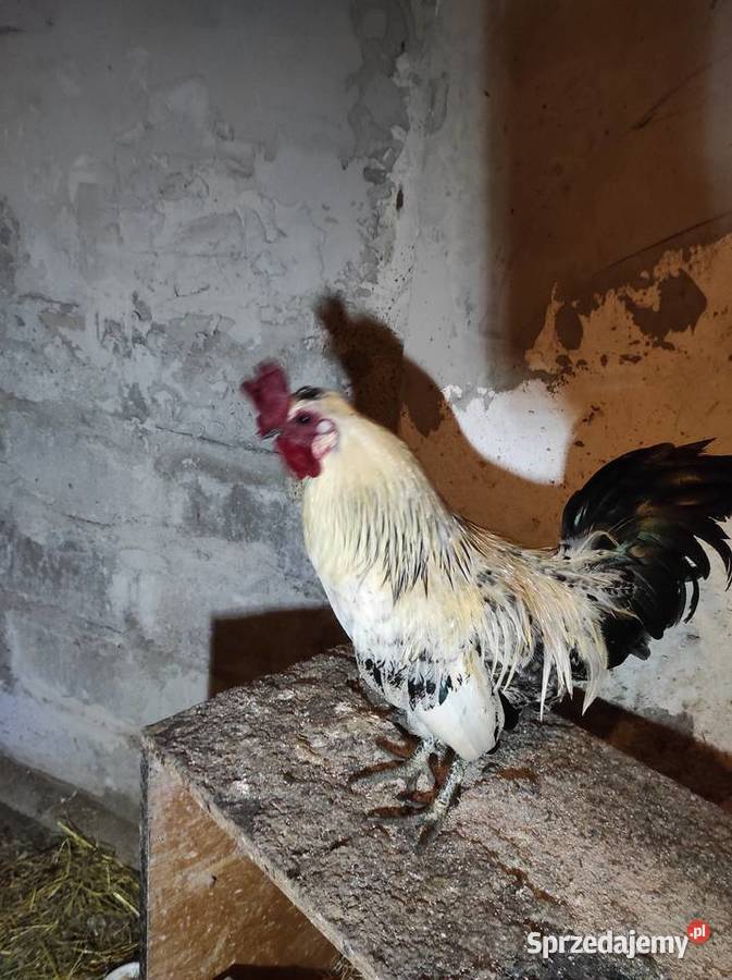 Koguty drób tanio Drób i ptactwo małopolskie