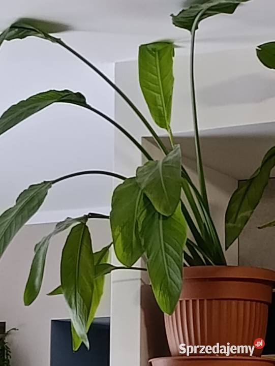 skrzydłokwiat sprzedam Poznań