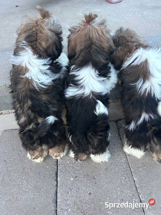 SHIH TZU szczeniaczki Leszno
