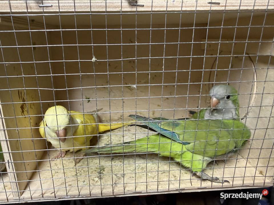 Mnichy Ptaki Trzebnica