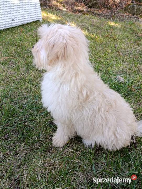 Piesek Maltipoo świętokrzyskie Szczaworyż sprzedam