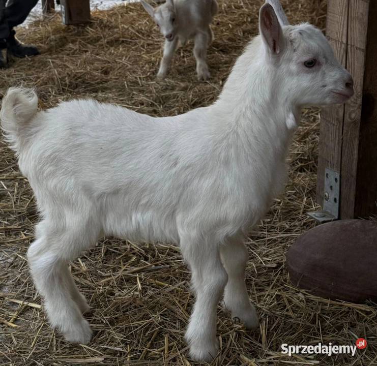 Koziołki Mszczonów