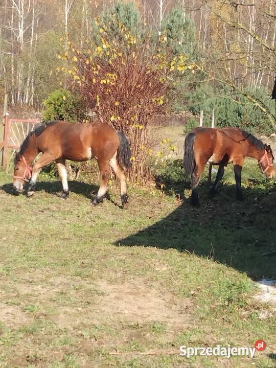 Sprzedam źrebicę i ogierka sprzedam
