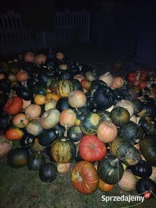 Sprzedam dynię podkarpackie Ropczyce