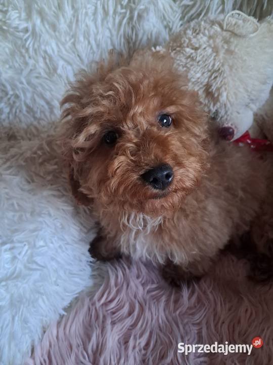 Suczka cockapoo F1B red mama cockapoo F1 tata Busko-Zdrój