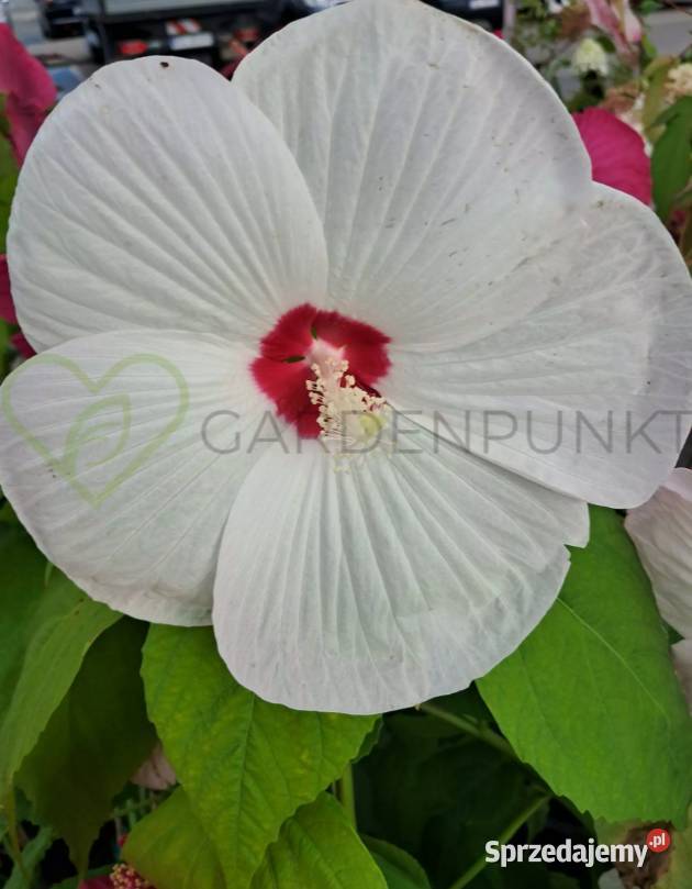 Hibiscus Bagienny Bylinowy XXL Hibiskus Knurów