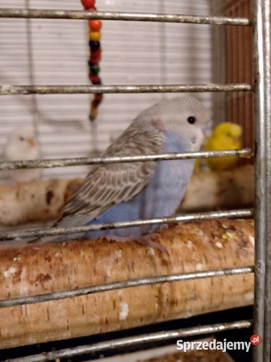 Papugi faliste młode