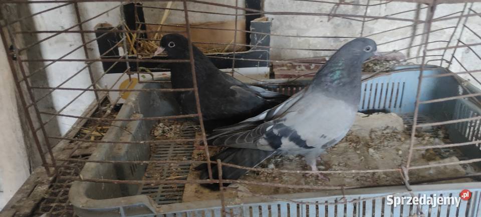 Sprzedam gołębie Mikołajewskie lubelskie