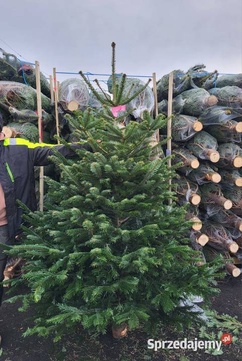 Hurtownia Choinek i stojaków Jodła Kaukaska Olsztyn