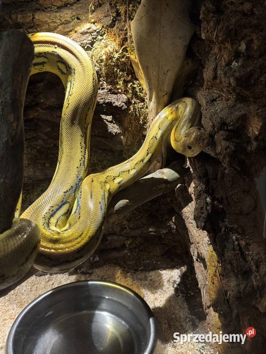 Wąż nie zbożowy siatkowy dwarf lubuskie Żagań sprzedam