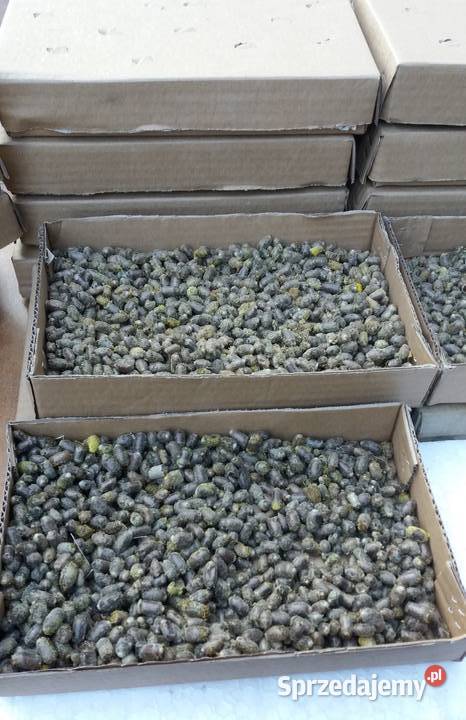 Pszczoła Murarka Ogrodowa DOMEK SIEDLISKO lubelskie Lublin sprzedam