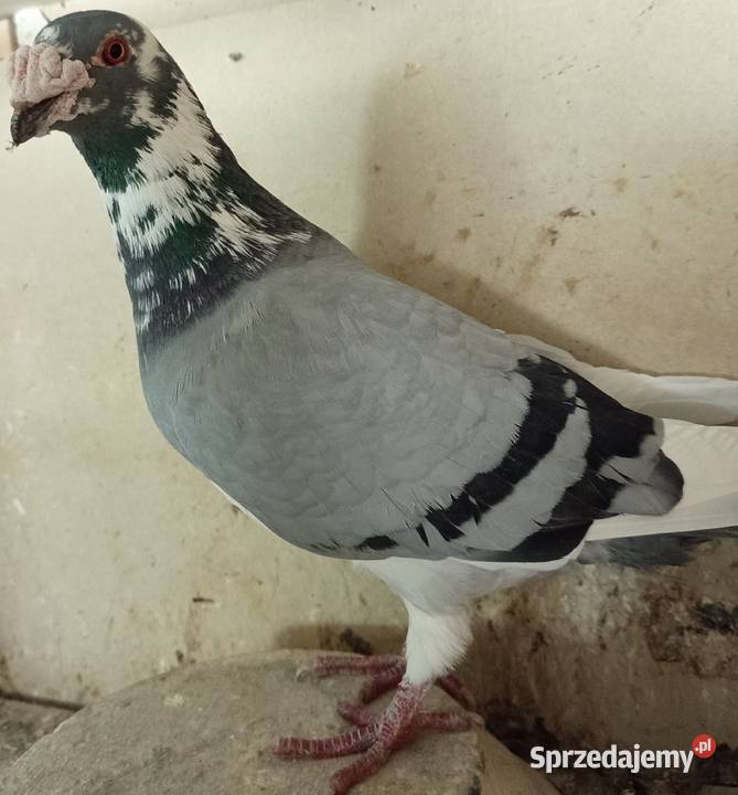 Gołębie staropolskie