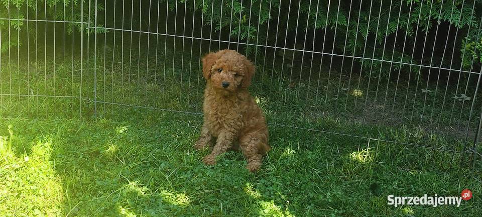 Pudel toy mały samiec apricot red rodowód Rzeszów