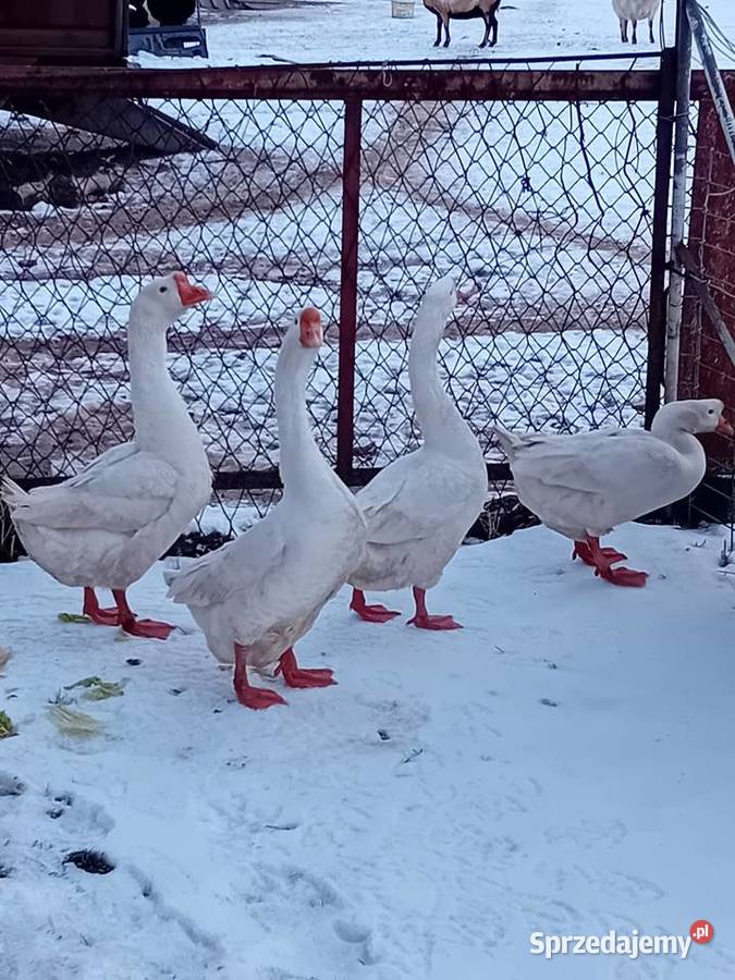 Gęsi chińskie Wawrzeńczyce sprzedam