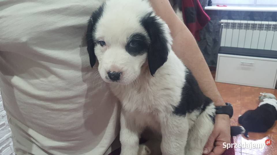 Owczarek Środkowoazjatycki łódzkie sprzedam