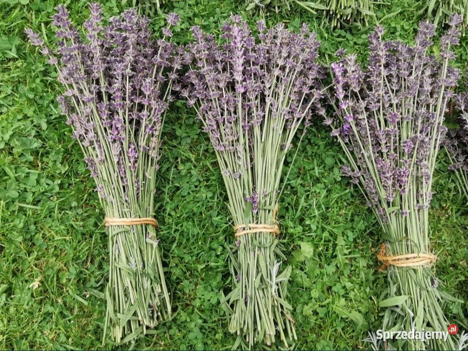 Lawenda ciętaekologiczna uprawa bukiety suszone Grojec