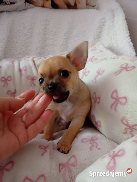 Mini suczka chihuahua Konin sprzedam