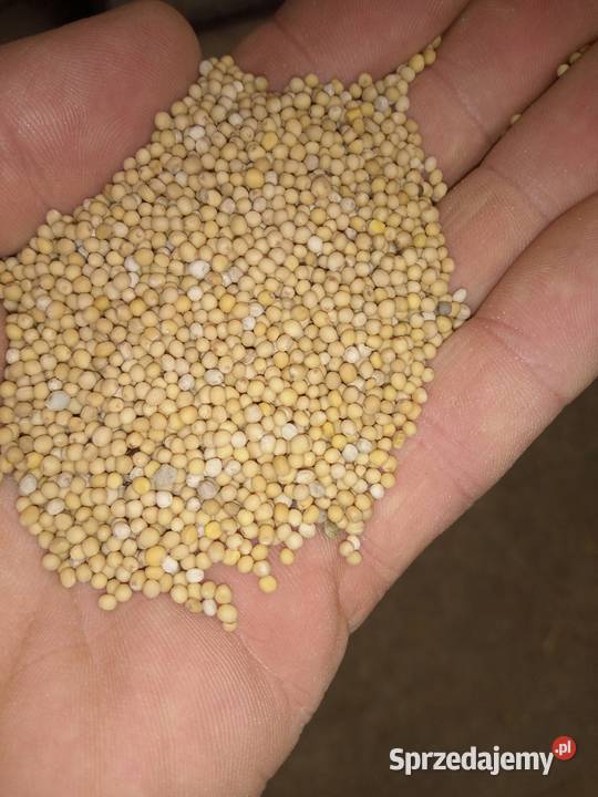 Gorczyca na poplon Bełżyce