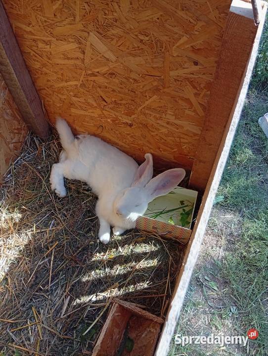 Króliki belgijski biały olbrzym Zwierzęta Kolonia Grabostów