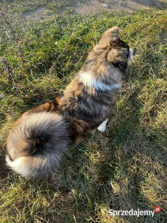 Ostatnia Japońska Akita Inu Okazja Międzychód