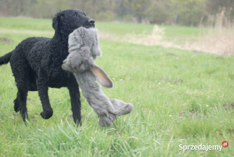 curly coated retriever czarne szczenięta ZKwPFCI lubelskie Lublin