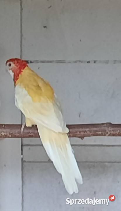 Rozelle białolice lutino Wieliczka