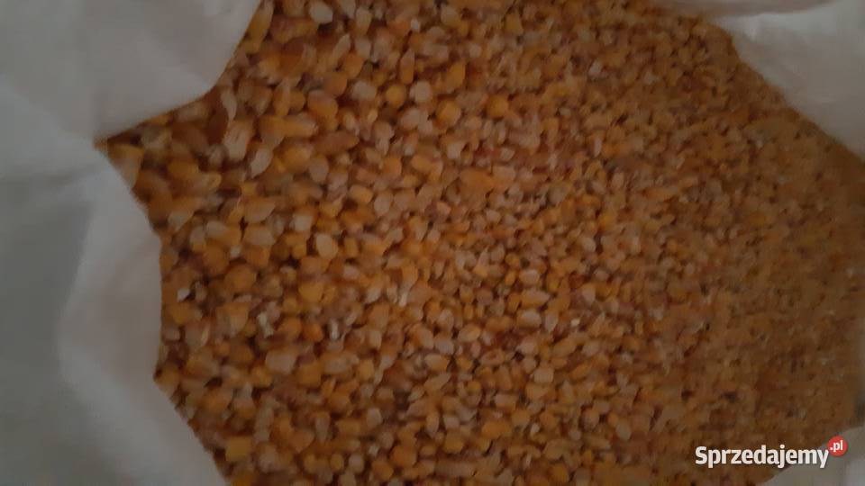 Kukurydza sucha w bigbagach Wudzyn
