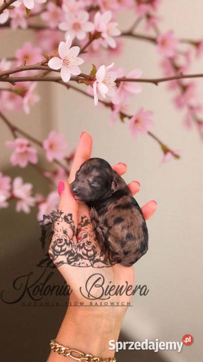 Pudel Miniaturowy piesek Merle PASZPORT Sędziejowice