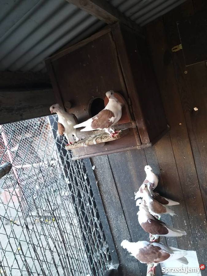 Gołębie Mewki Oporówko