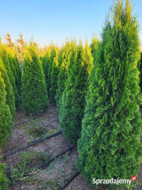 Tuja Szmaragd 160180 Sadzenie transport cała Warszawa