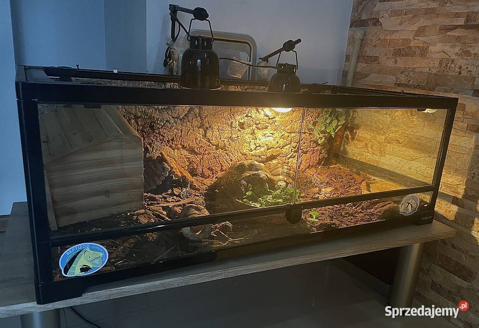 Zestaw 2 żółwie terrarium ReptiZoo z Koszalin
