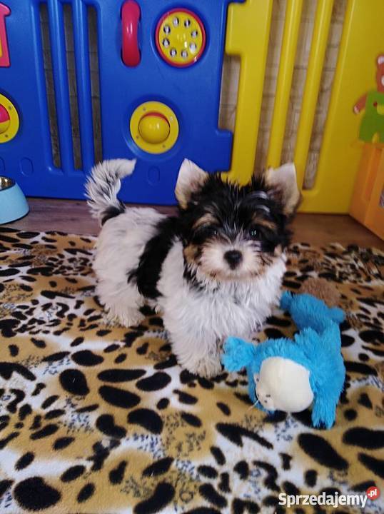 York Biewer Sliczna suczka 11 tygGotowa do pomorskie Gdańsk