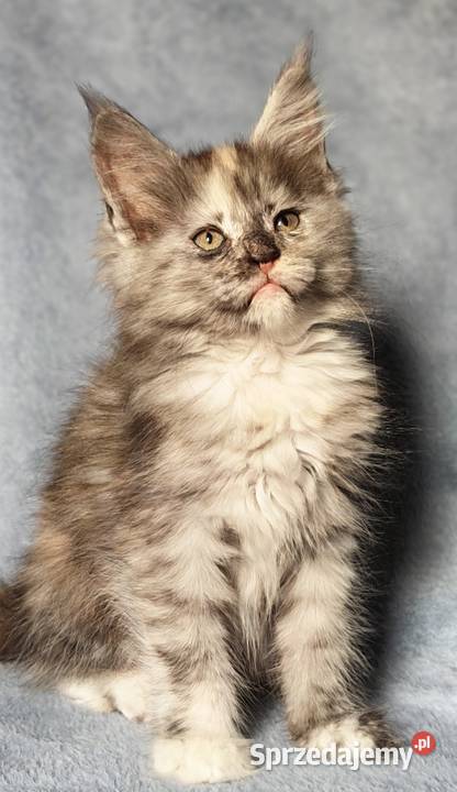 Maine Coon kotka do hodowli rodowód FPL małopolskie
