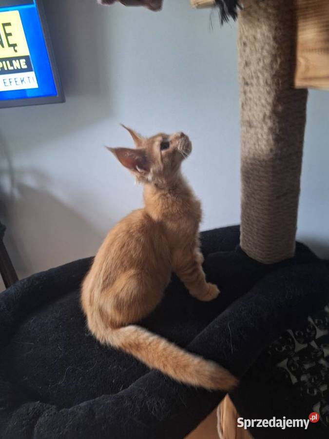Piękny rudy Maine coon Żurawia sprzedam