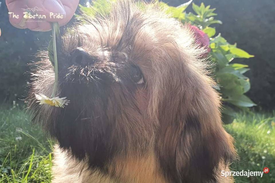 Suczka Lhasa Apso kuzyn Shih Tzu rodowód ZKwP Pozostałe Kraków