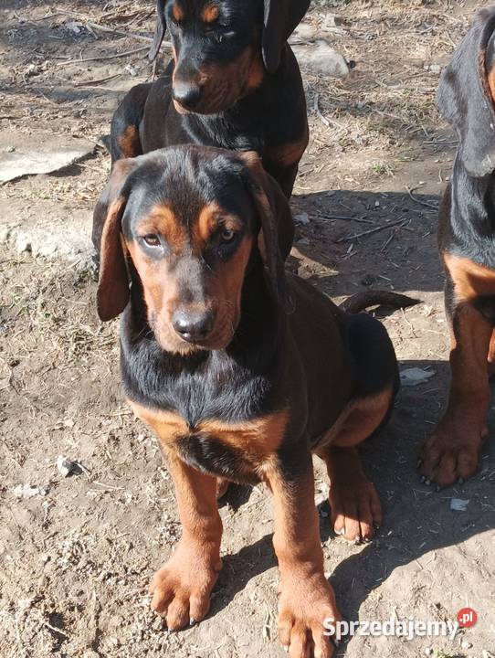 Szczenięta Gończy polski Kamionna