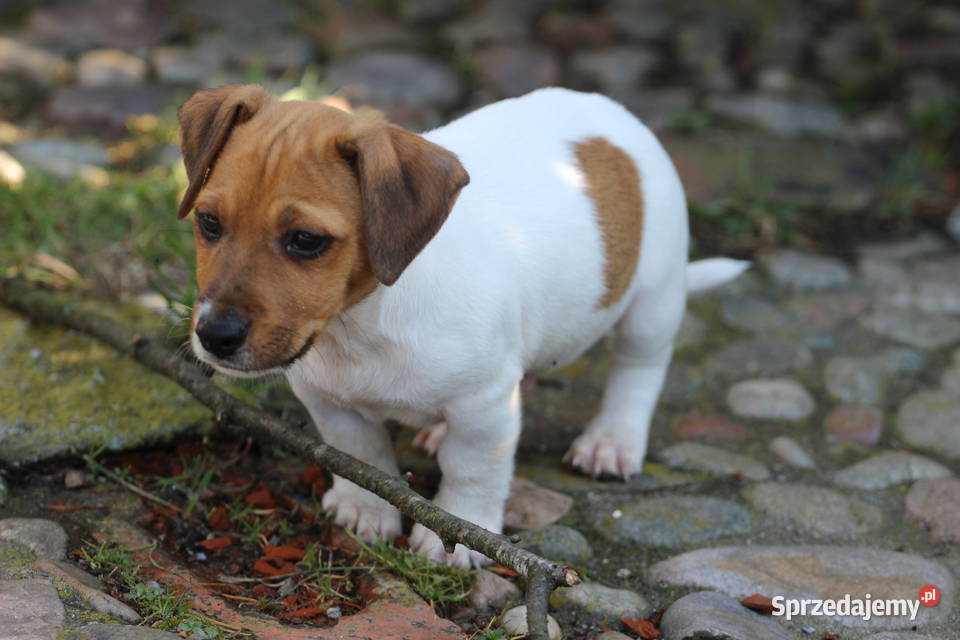 Jack Russell Terrier krótkowłosy