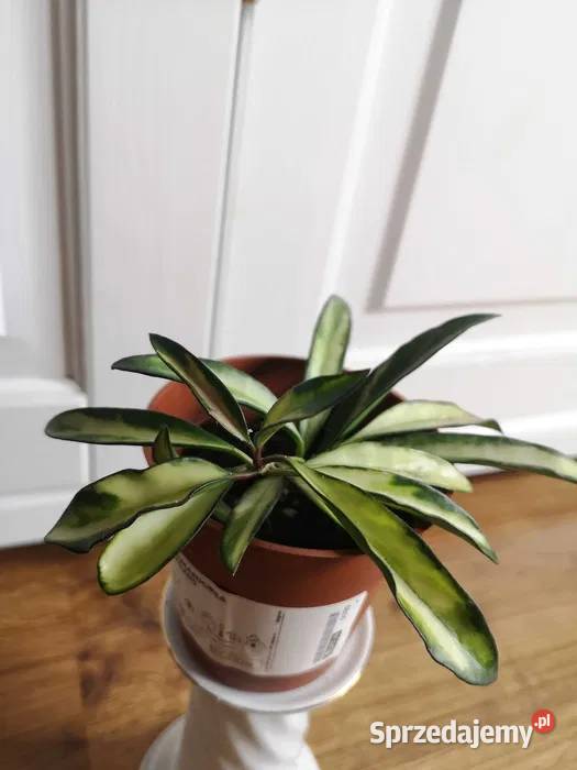 Hoya tricolor wayetii OLX Niepołomice