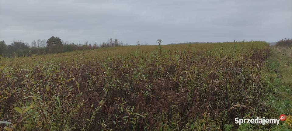 Wiklina Zielona Pilzno sprzedam