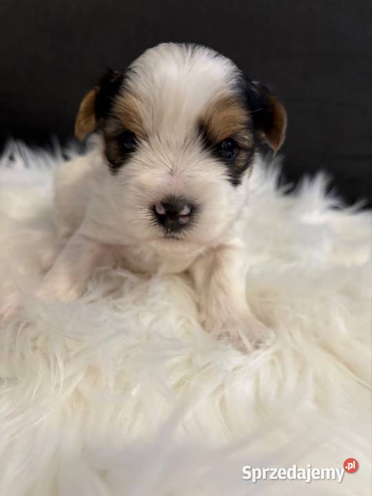 Do Rezerwacji Mario Yorkshire Terier Biewer wielkopolskie Konin