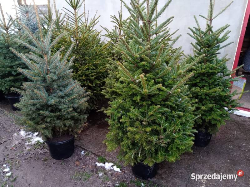 Choinka żywa jodła świerk cięte i w donicy śląskie sprzedam