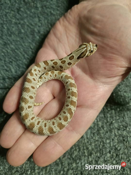 Heterodon zachodni parka samica samiec Reda