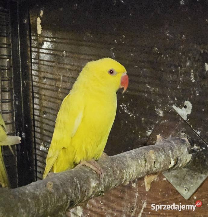 Aleksandretta obrożna lutino Bydgoszcz sprzedam