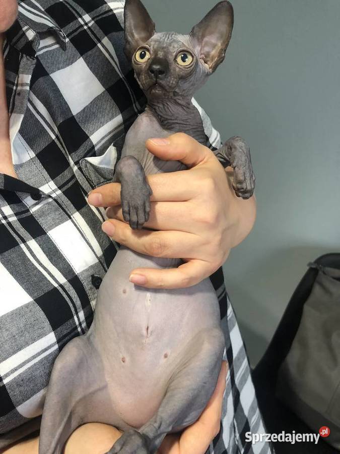 Czarne Niebieskie Białe Kociaki Szuka kocha też Warszawa